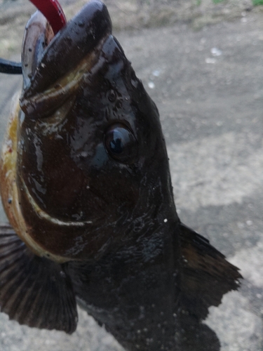 アイナメの釣果