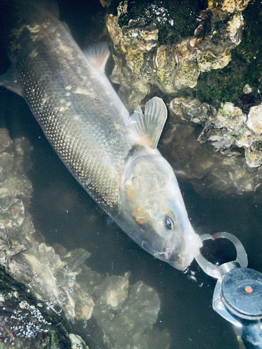 ウグイの釣果