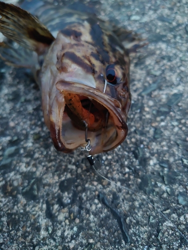 タケノコメバルの釣果