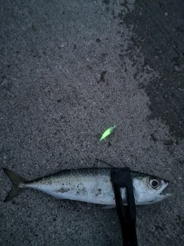 サバの釣果