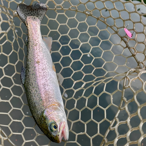 ニジマスの釣果