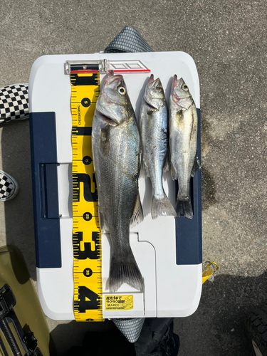 シーバスの釣果