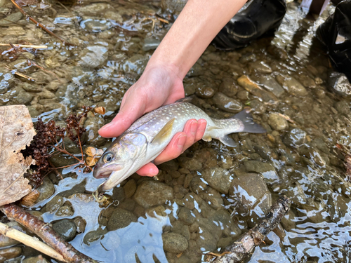 ニジマスの釣果