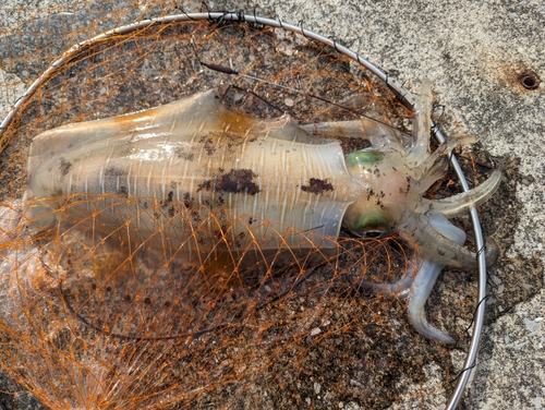 アオリイカの釣果