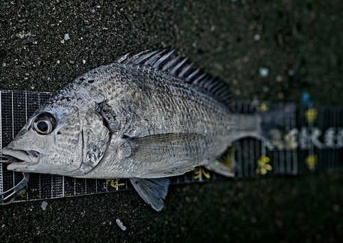 キチヌの釣果