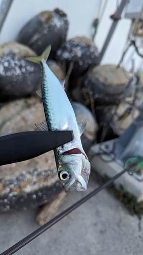 サバの釣果