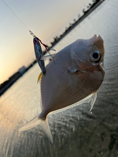 ガーラの釣果