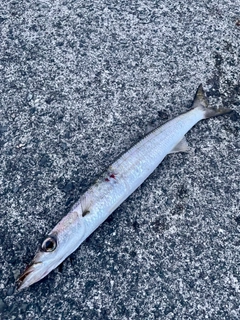 タイワンカマスの釣果