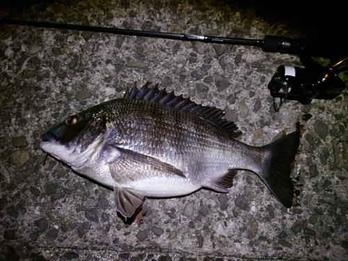 チヌの釣果