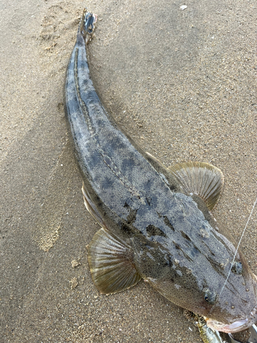 マゴチの釣果