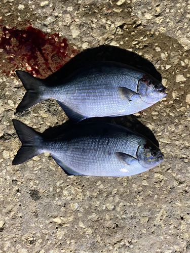 イスズミの釣果