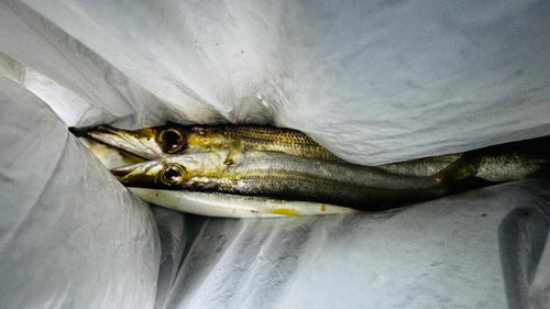 カマスの釣果