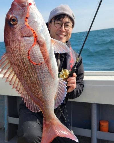 マダイの釣果