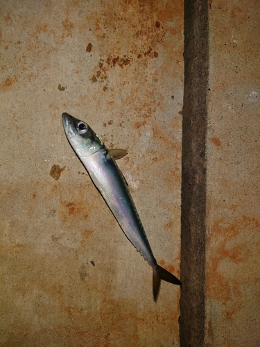 サバの釣果