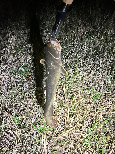 マナマズの釣果