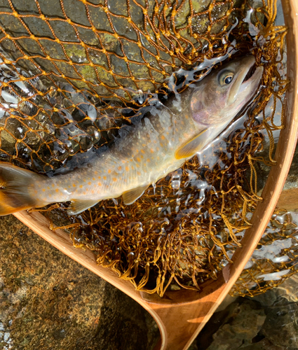 ニッコウイワナの釣果