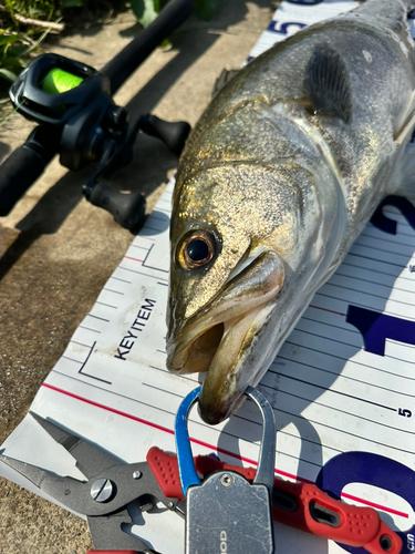 シーバスの釣果