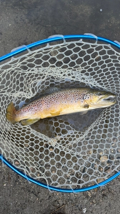 ブラウントラウトの釣果