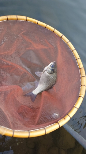 ヘラブナの釣果