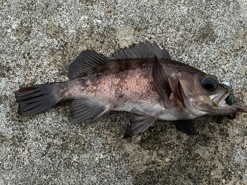 メバルの釣果