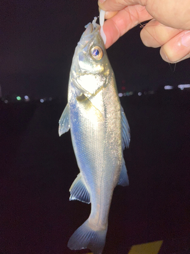 セイゴ（マルスズキ）の釣果