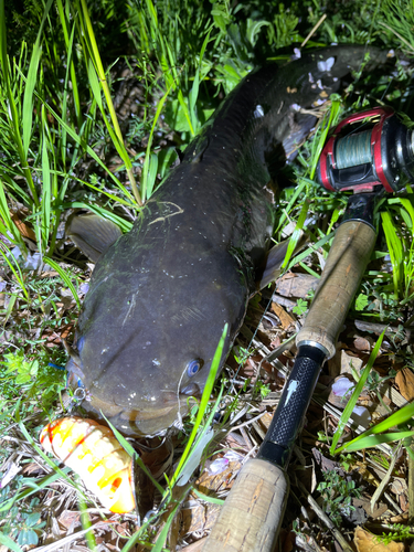 ナマズの釣果