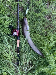 ナマズの釣果