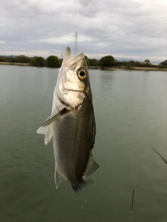 セイゴ（マルスズキ）の釣果