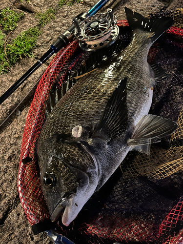 クロダイの釣果