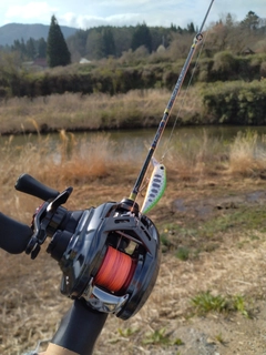 アマゴの釣果