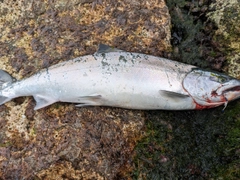 サクラマスの釣果