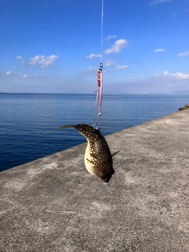 クサフグの釣果