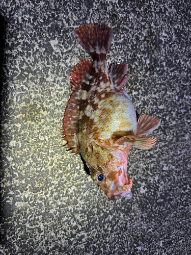 カサゴの釣果