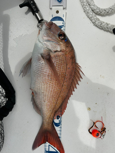 マダイの釣果