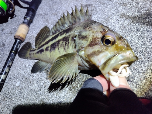 シマゾイの釣果