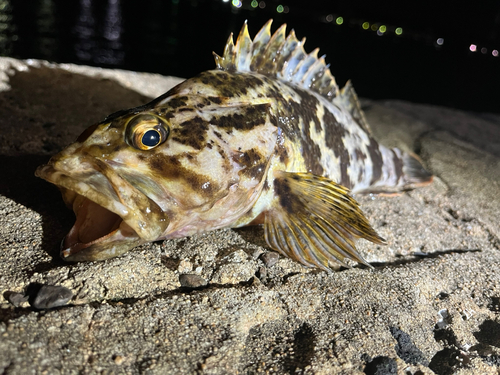 タケノコメバルの釣果