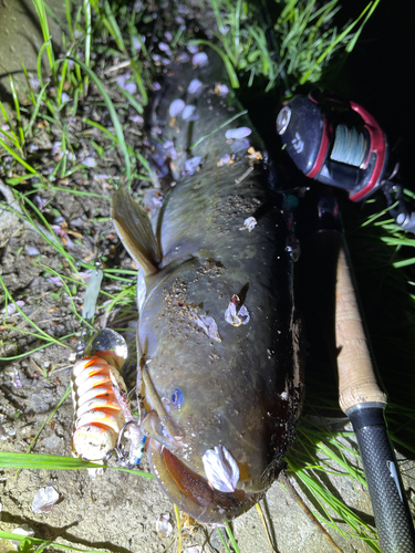 ナマズの釣果