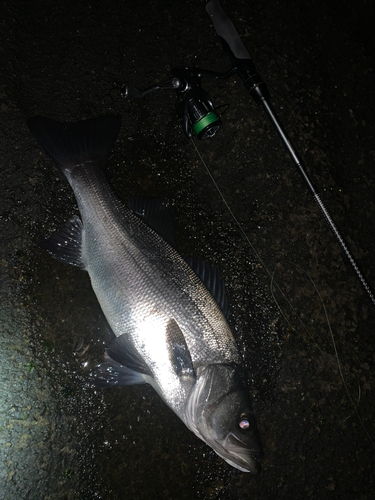 ヒラスズキの釣果