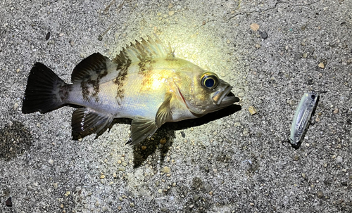 メバルの釣果