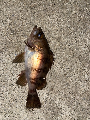 メバルの釣果