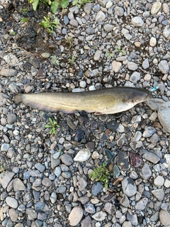 ナマズの釣果