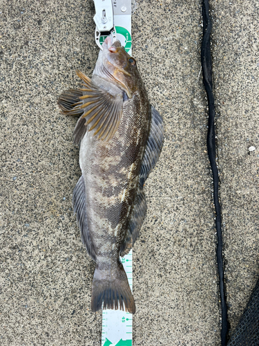 アイナメの釣果