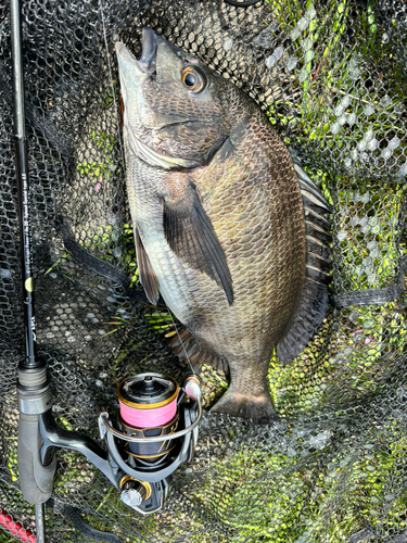 チヌの釣果