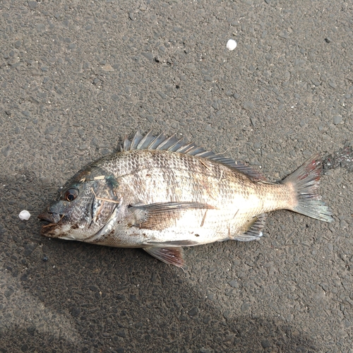 ヤリイカの釣果