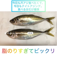 アジの釣果