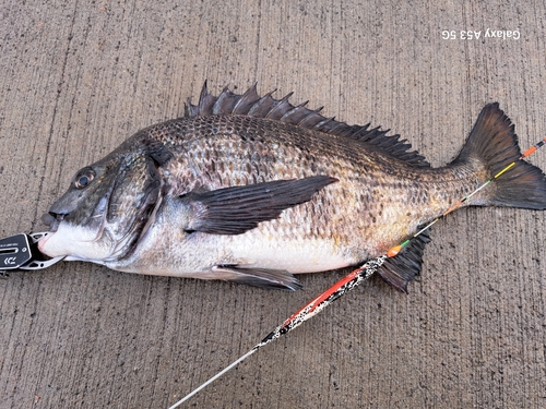 チヌの釣果