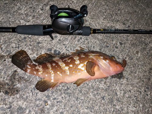 アコウの釣果