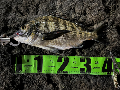 クロダイの釣果