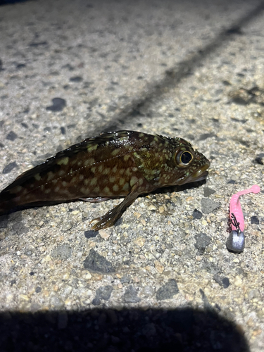 カサゴの釣果