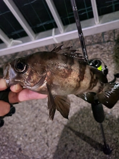 クロメバルの釣果